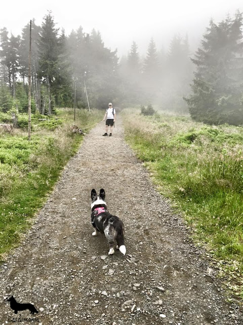 Góry z psem pies w górach, psy w górach, na wakacje z psem, wakacje z psem, z psem na urlop, urlop z psem, podróże z psem, z psem w podróży, karkonosze, sudety, góry, pies w górach, górski pies, góry, urlop, pies, cardimania